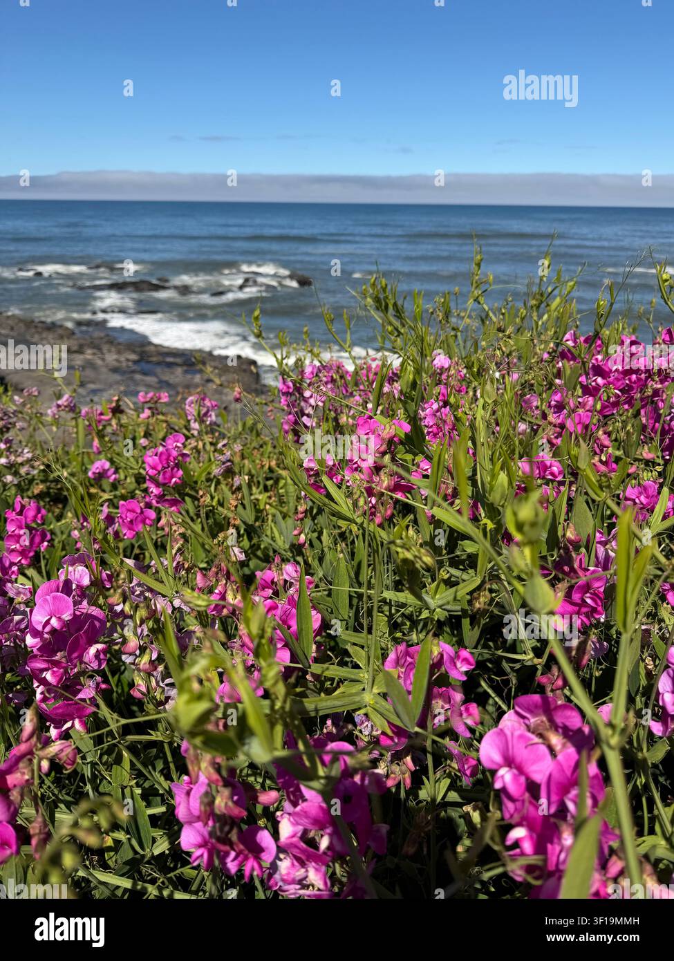 Bellissime fiori di pisello odoroso che crescono lungo la costa a Yachats, Oregon. Foto Stock