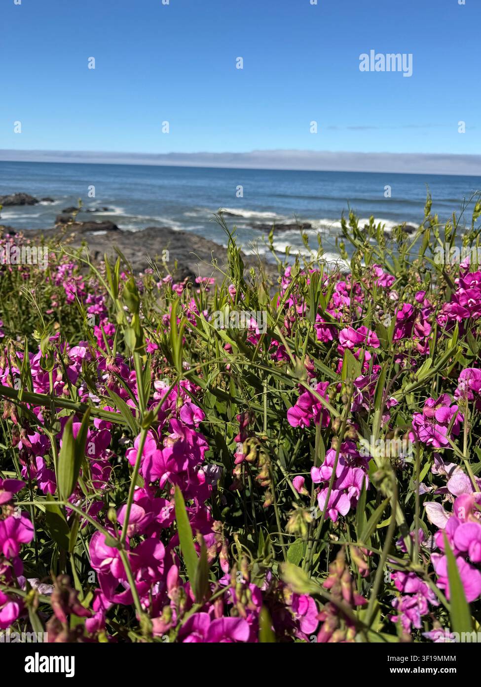 Bellissime fiori di pisello odoroso che crescono lungo la costa a Yachats, Oregon. Foto Stock
