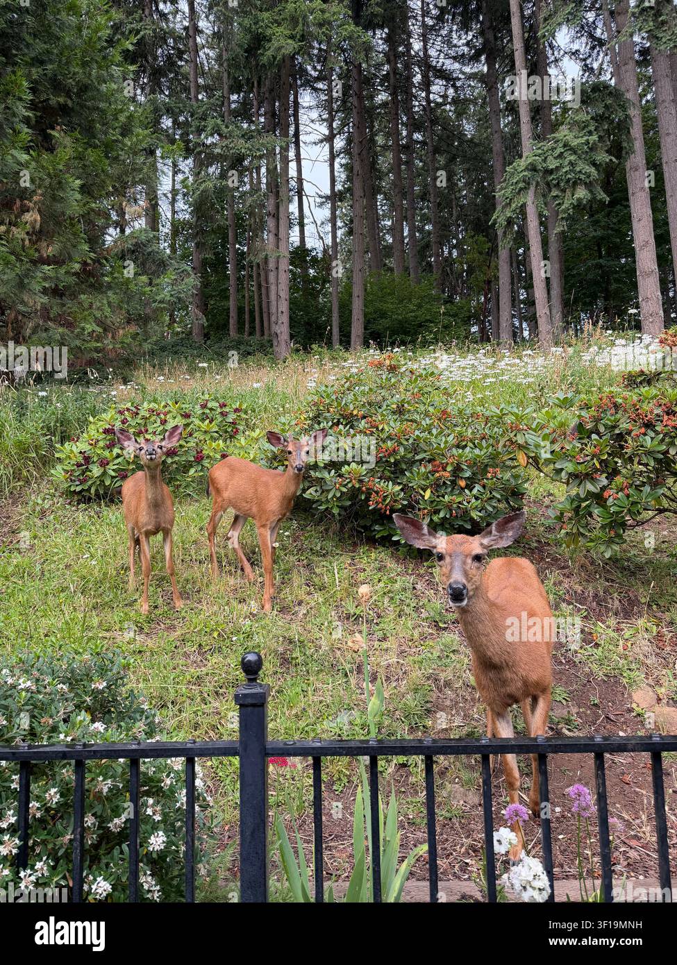 Una cerva e due giovani cervi con piccole corna pelose in piedi accanto a una recinzione nel cortile di una casa a Eugene, Oregon. Foto Stock