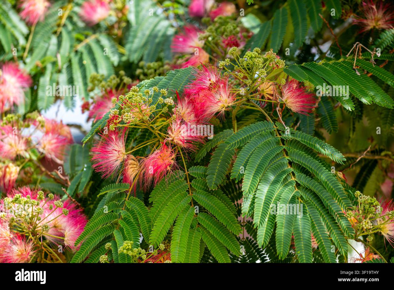 Fiori primaverili: fiori rossi e rosa su un albero di seta. Foto Stock