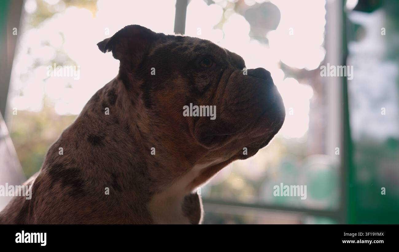 Buldogge brindle che guarda fuori dalla finestra con concentrazione silenziosa Foto Stock