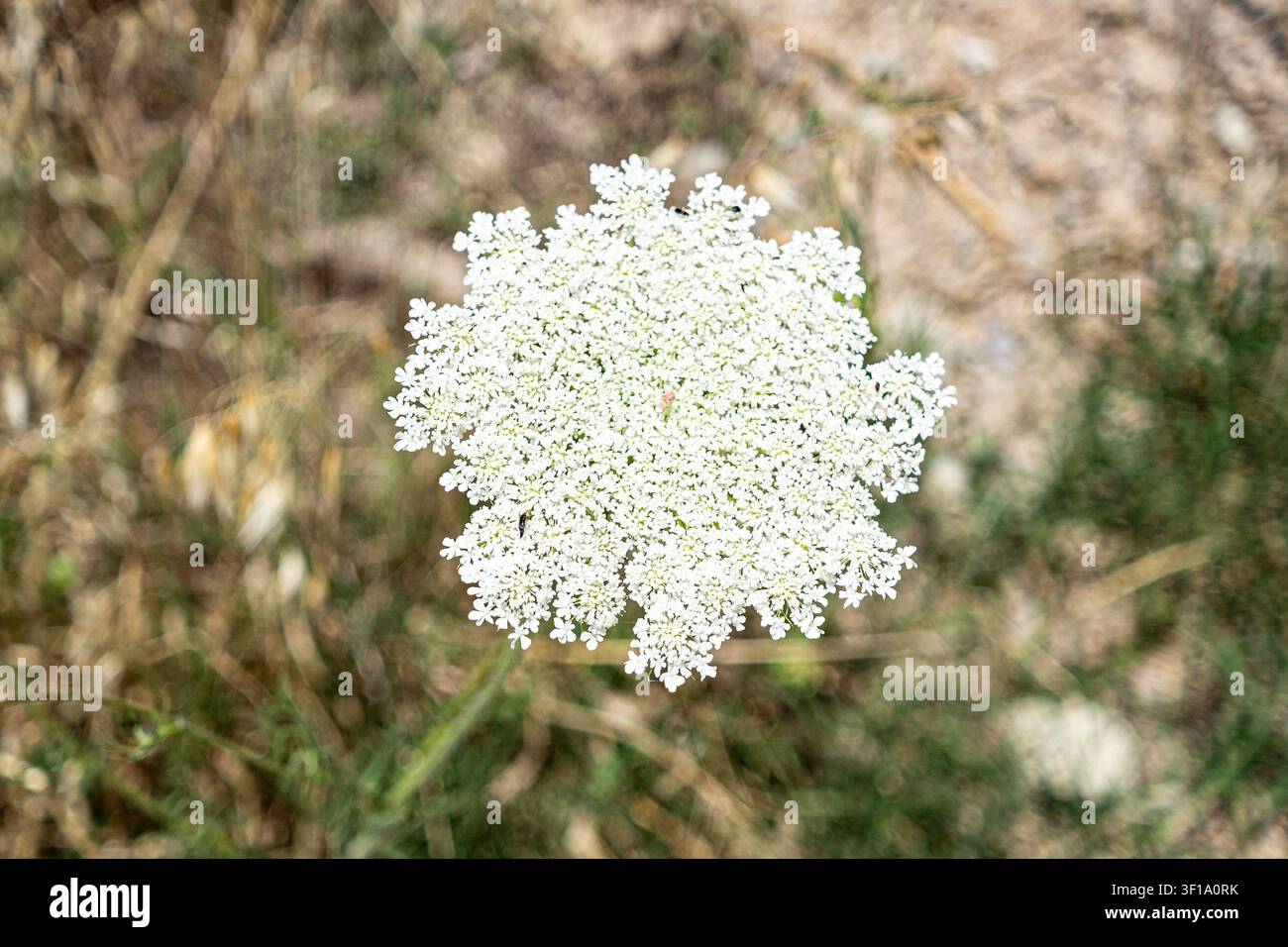Una carota selvatica a Pissonas il 17 giugno 2026. GRECIA - EBEA - DIRFYS - PISSONAS Foto Stock