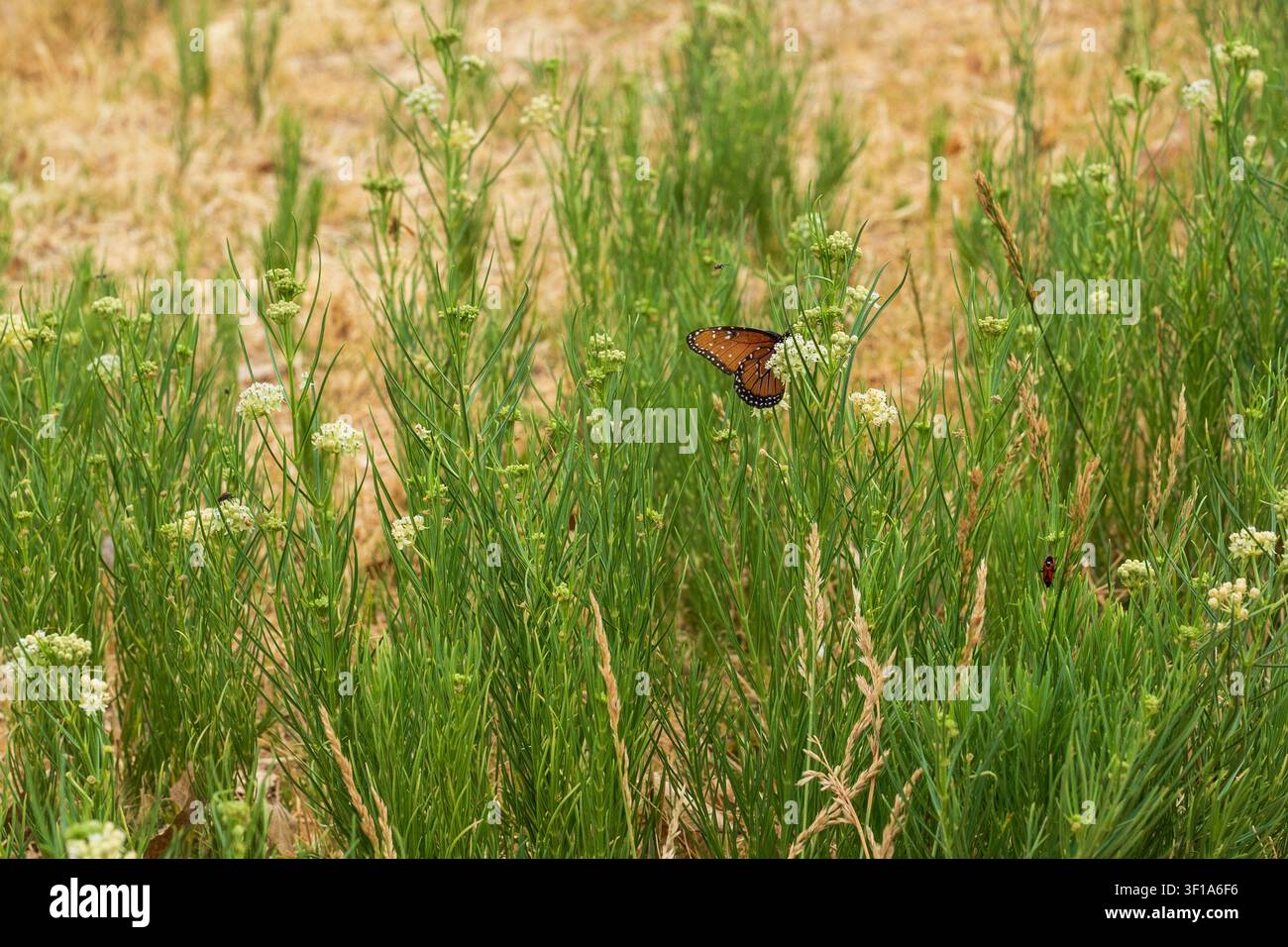 Una farfalla monarca si riposa su uno stelo di erba alta mentre una vicina coccinella osserva Foto Stock