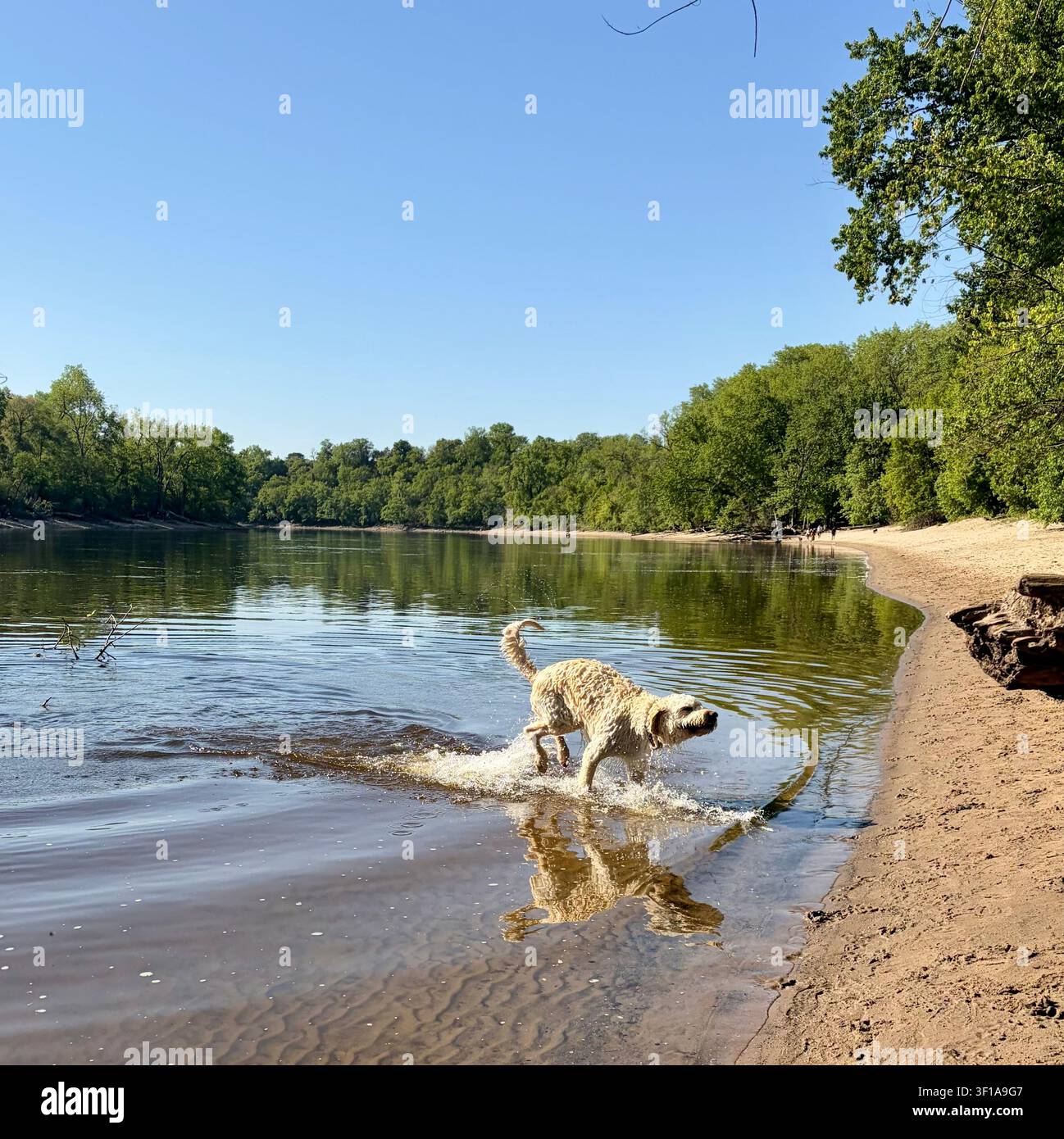 I cani giocano nel fiume Mississippi al Minnehaha Regional Dog Park di Minneapolis, Minnesota, USA. - Immagine stock catturata con smartphone