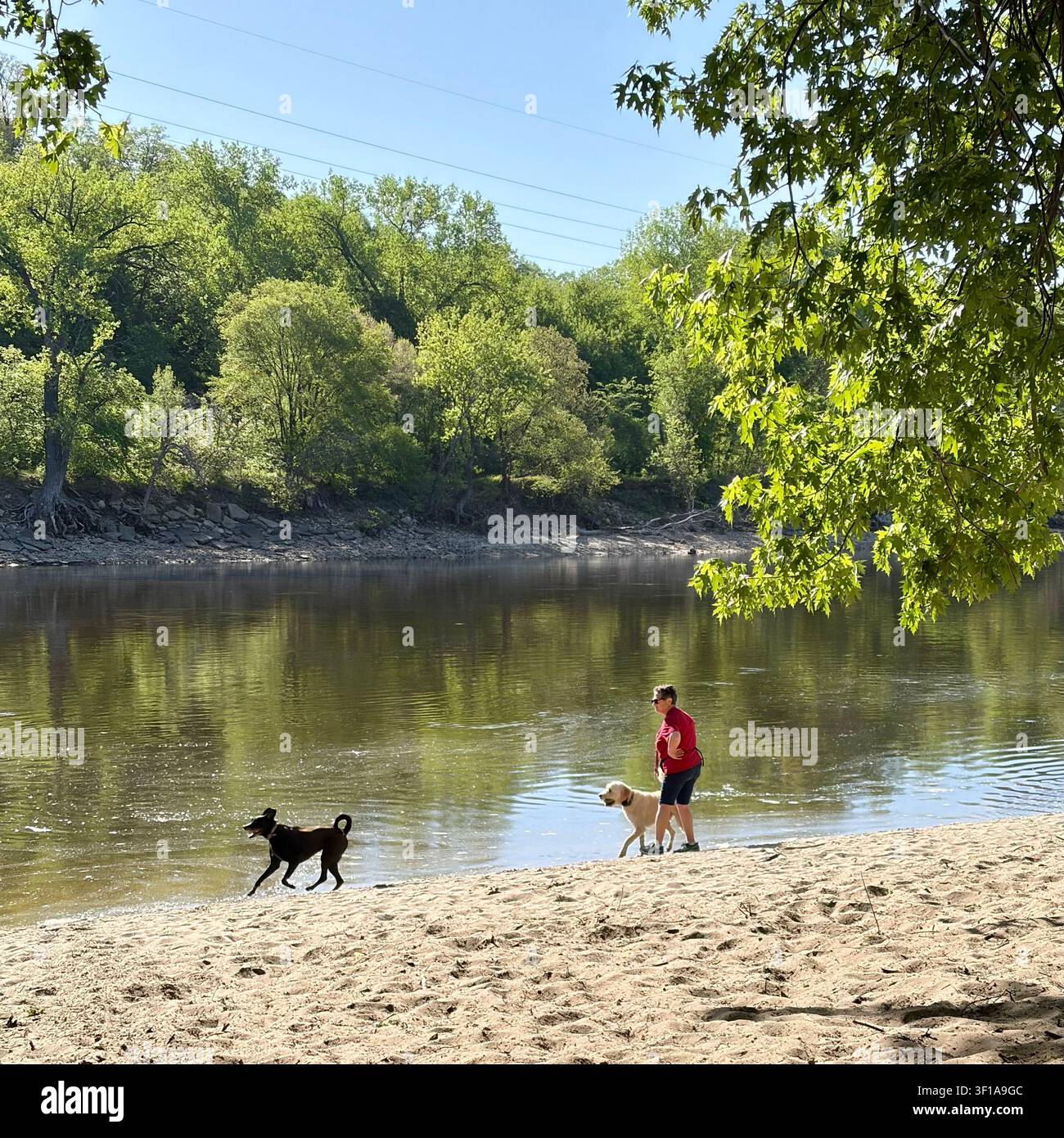 I cani giocano nel fiume Mississippi al Minnehaha Regional Dog Park di Minneapolis, Minnesota, USA. - Immagine stock catturata con smartphone