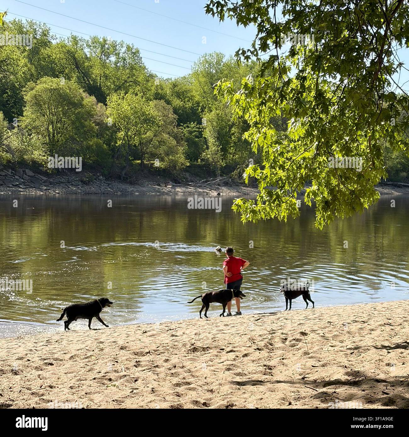 I cani giocano nel fiume Mississippi al Minnehaha Regional Dog Park di Minneapolis, Minnesota, USA. - Immagine stock catturata con smartphone
