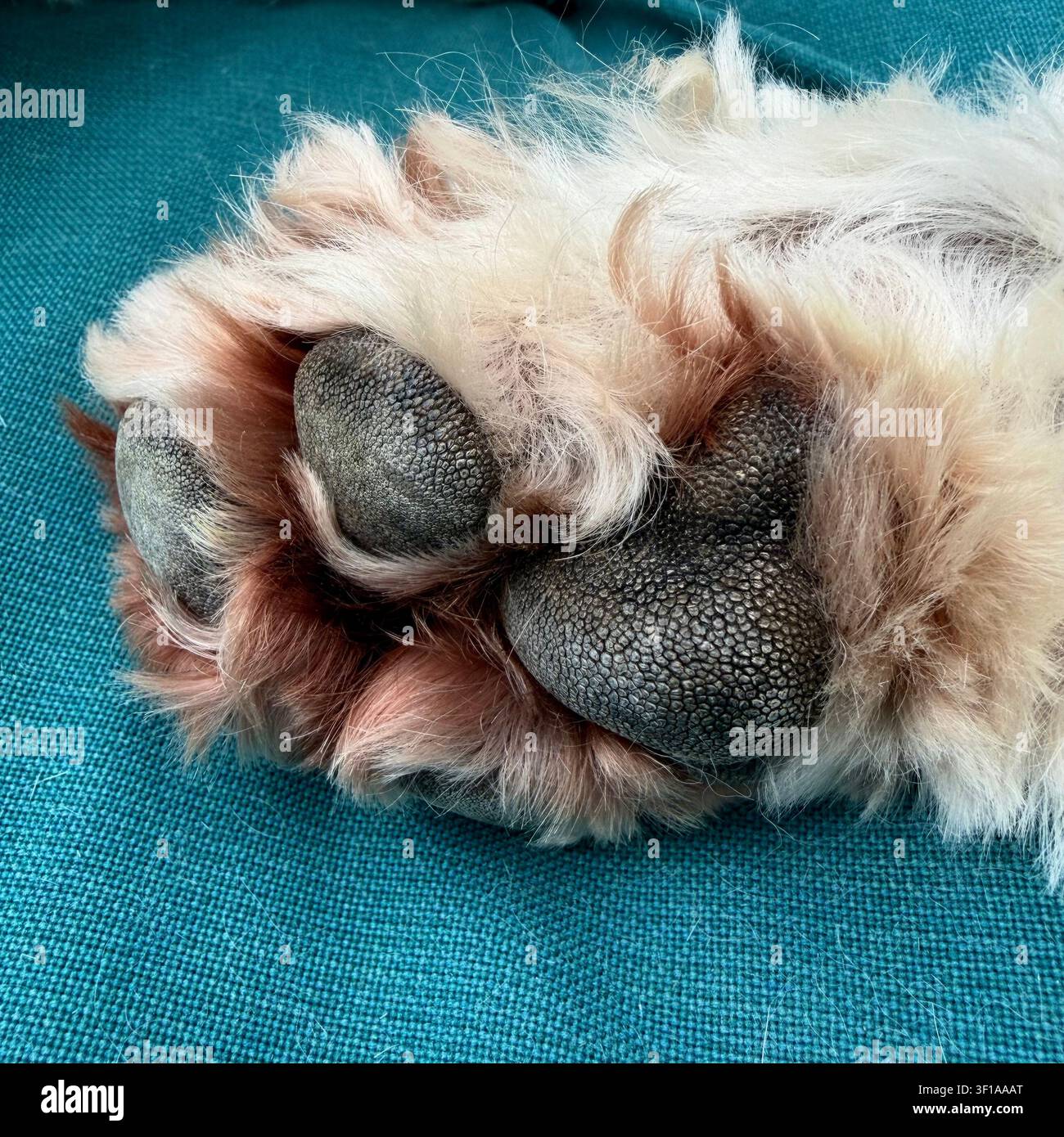 I cuscinetti delle zampe del cane sono strutture resistenti composte da tessuto adiposo e pelle specializzata che agiscono come ammortizzatori, forniscono trazione e isolamento. Foto Stock