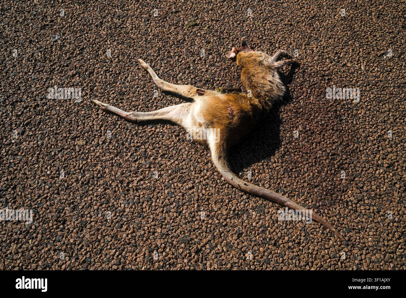 Investimento di canguro in Australia Foto Stock