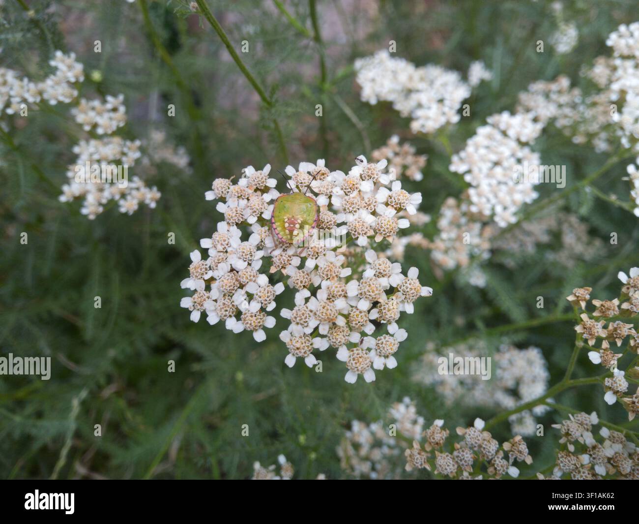 Ninfa di cimice verde su un fiore di achillea millefoglie bianco in fiore, primo piano, insetto cimice scudo su Achillea millefolium in un prato estivo Foto Stock
