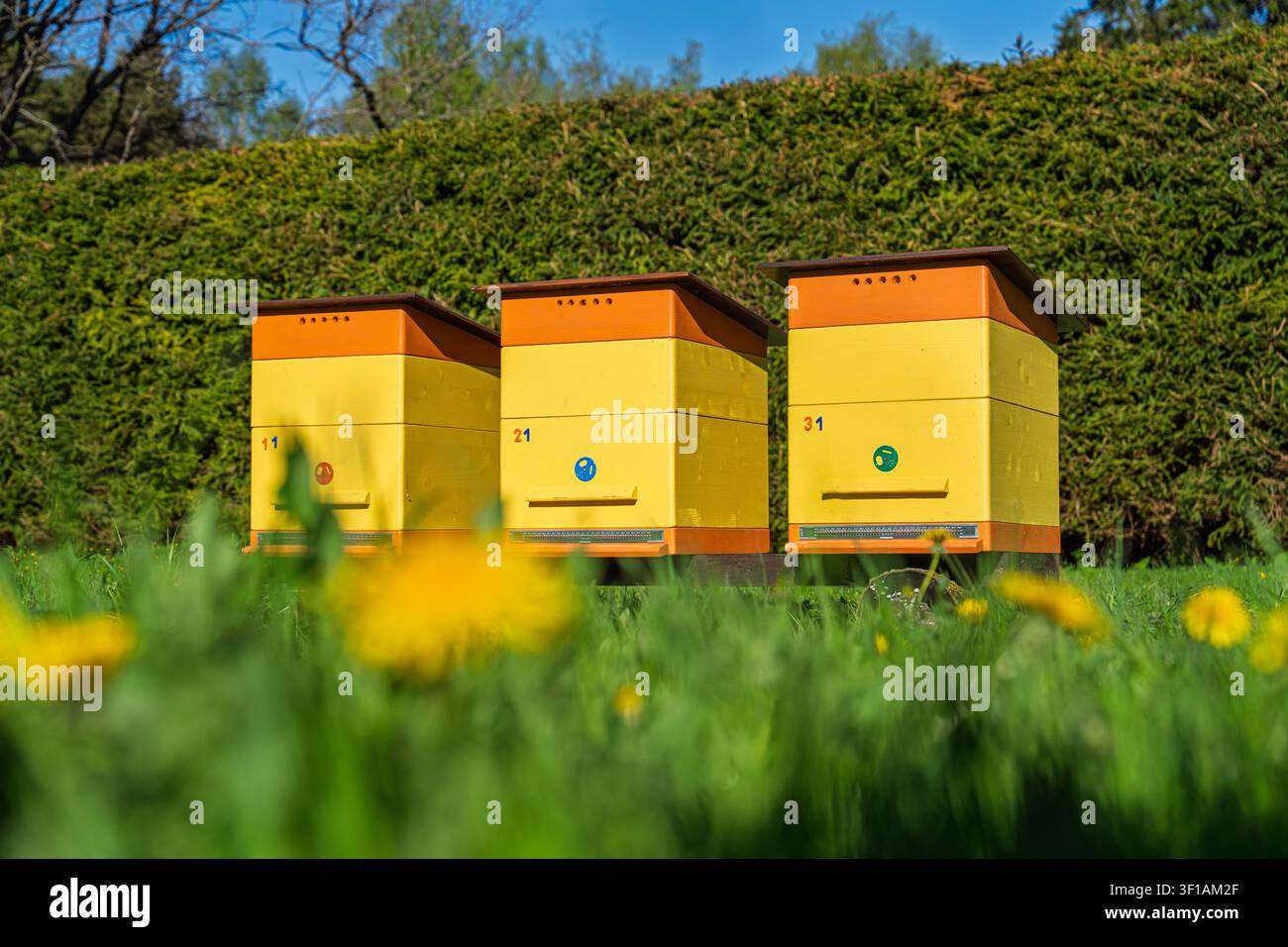 Tre colorati alveari eretti in un prato verde rigoglioso con fiori gialli primaverili in fiore Foto Stock