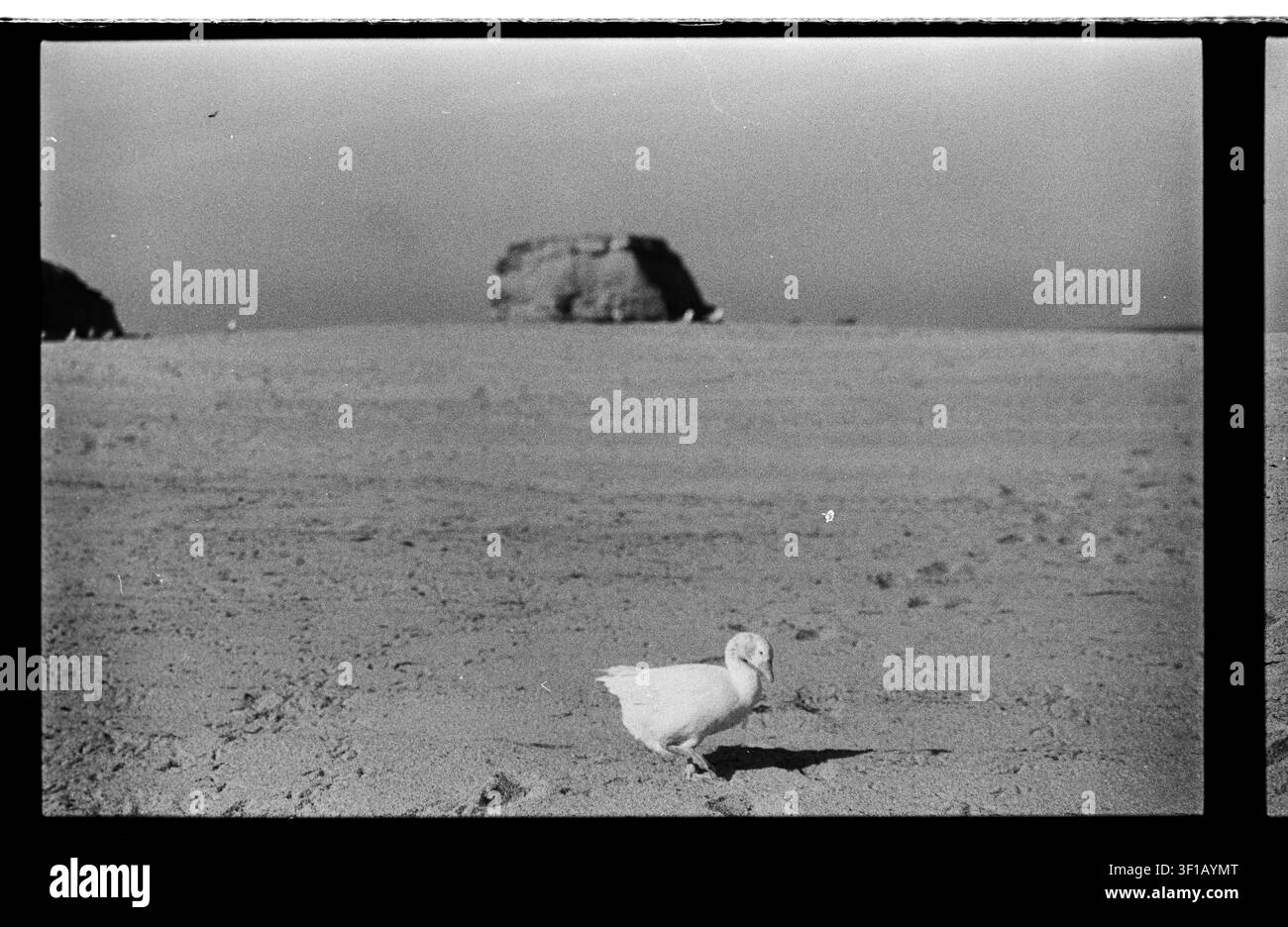 Un'unica oca bianca si trova su un terreno costiero ruvido, proiettando un'ombra scura sotto una roccia lontana. Foto Stock