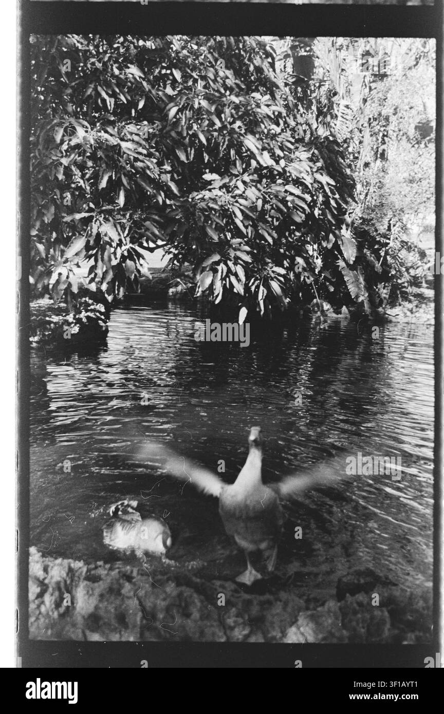 Una fotografia artistica in bianco e nero di uccelli acquatici ai margini di uno stagno tropicale incorniciato da una fitta vegetazione. Un uccello con le ali spiegate introduce Foto Stock