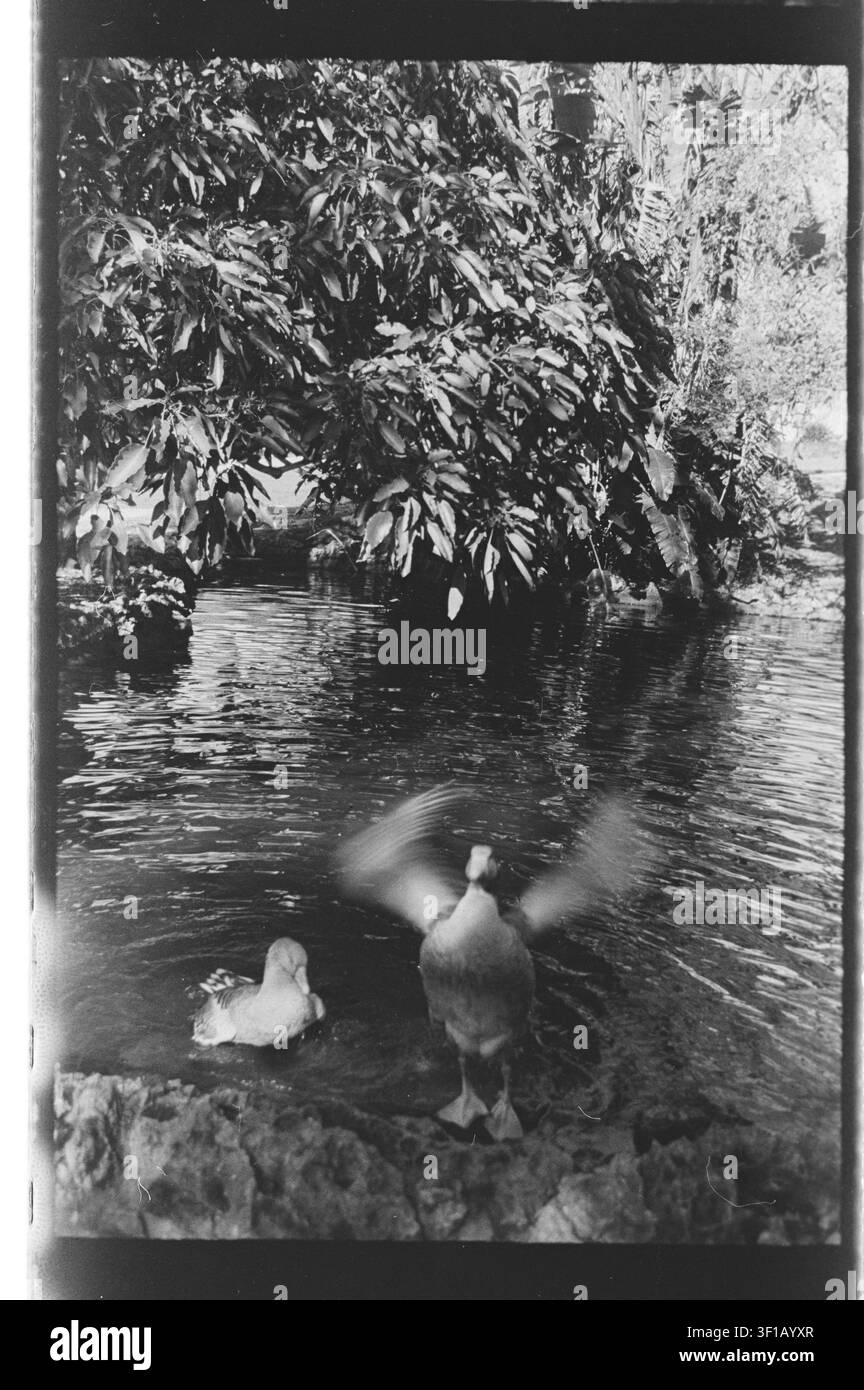 Una fotografia d'arte monocromatica di due uccelli acquatici ai margini di uno stagno calmo, con un uccello colto nel mezzo della mostra alare. Fogliame tropicale fitto, riflessione Foto Stock