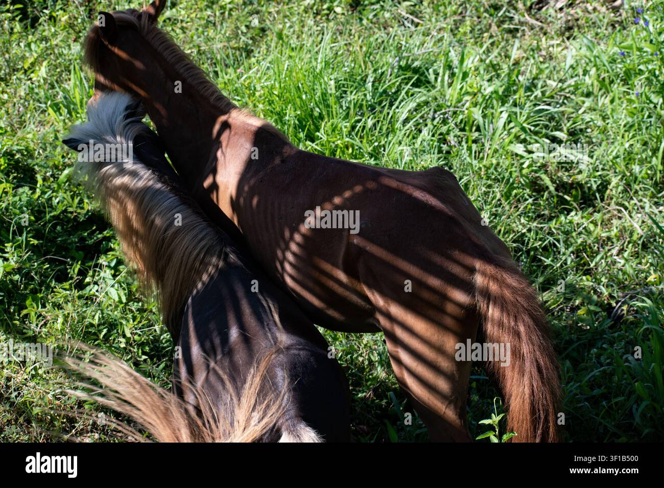 Due cavalli domestici (Equus caballus) in piedi vicini con ombre striate nell'erba verde, Zoo di Ciego de Avila, Cuba Foto Stock