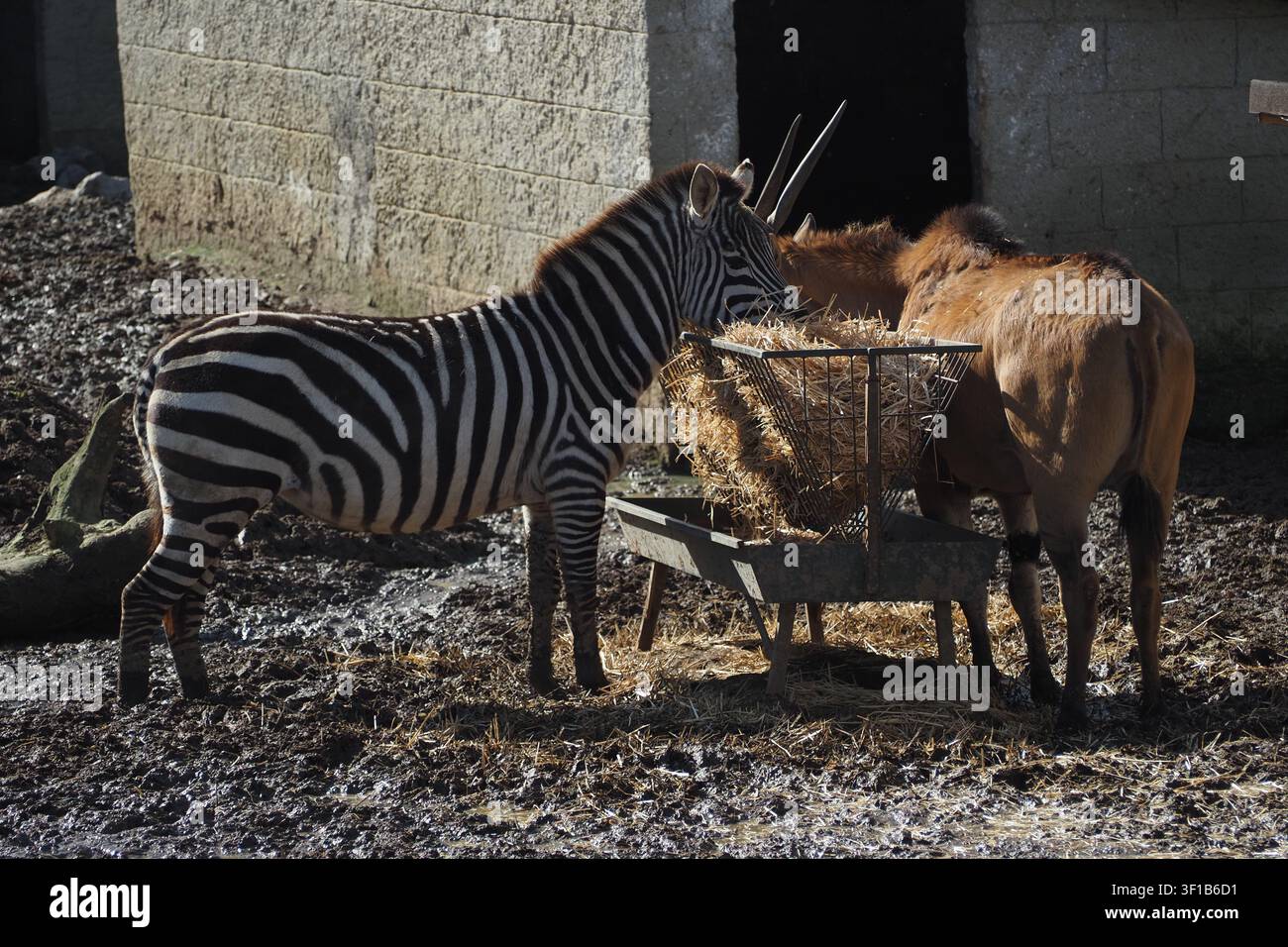 Zebra e antilope condividono il cibo in un ambiente di fattoria Foto Stock
