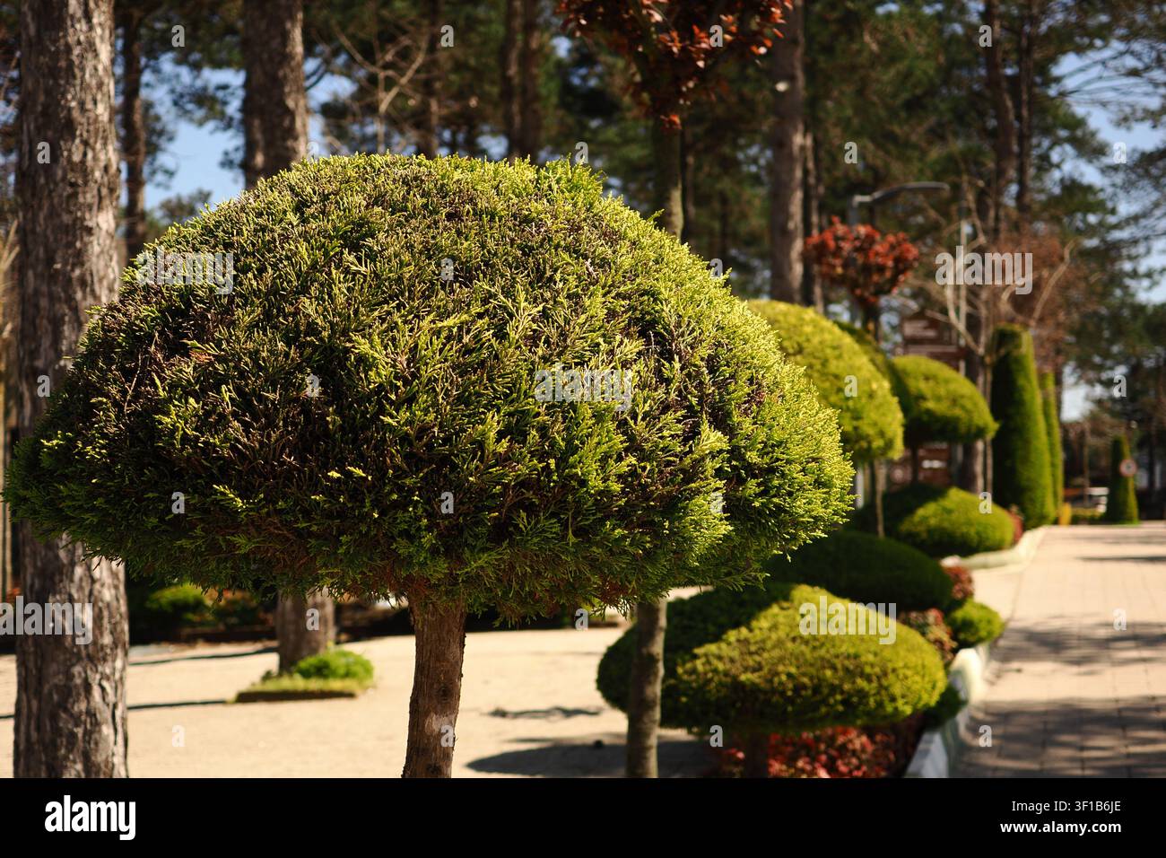 Bellissimo giardino con cespugli modellati in una giornata di sole Foto Stock