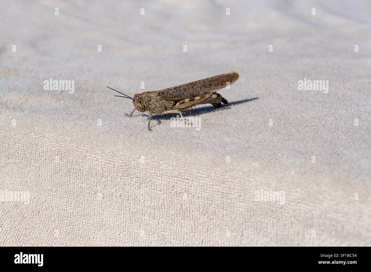 Cavalletta grigia si trova su una superficie in tessuto spugna beige chiaro strutturato illuminata da una luce naturale brillante. Foto Stock
