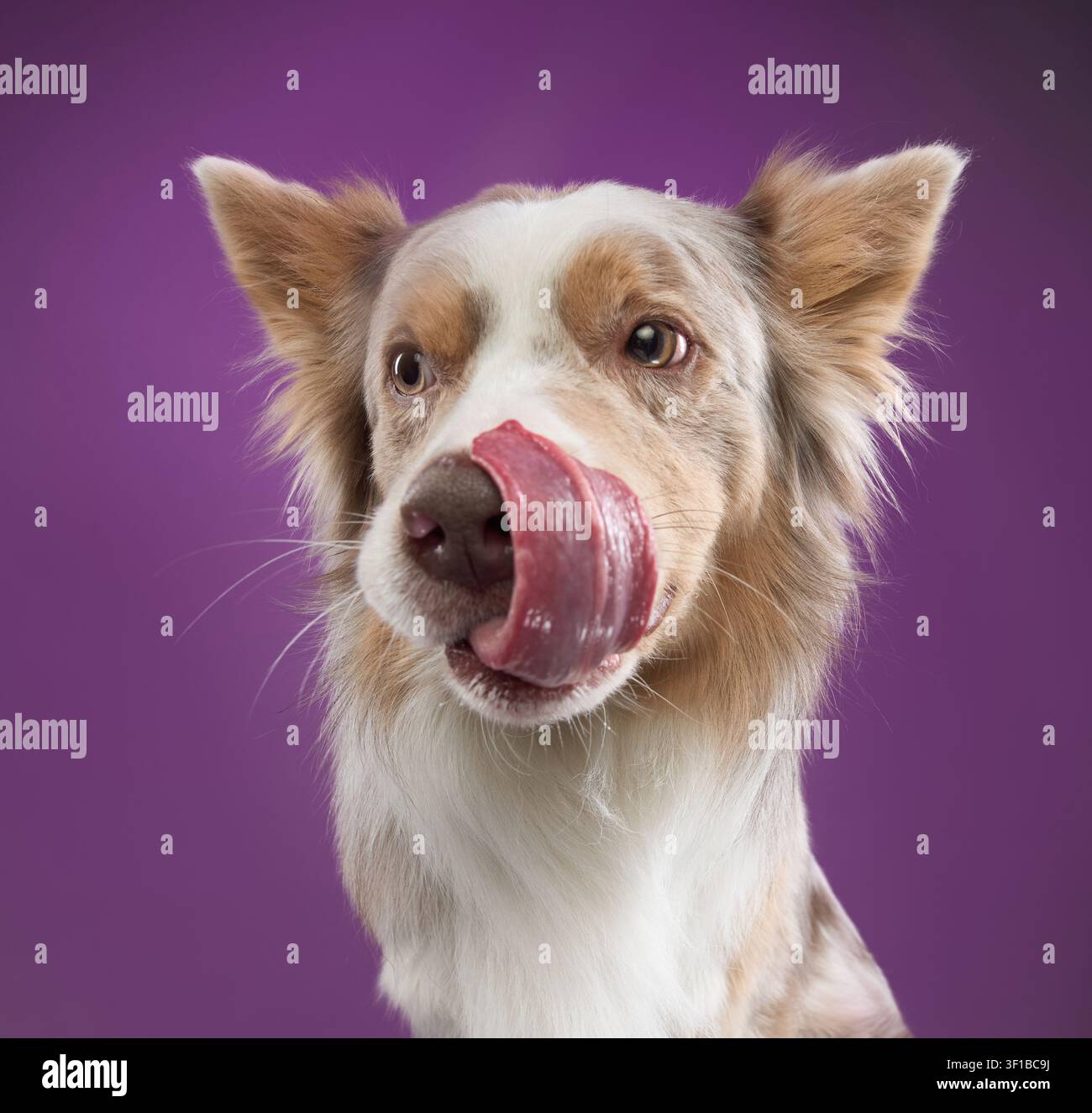 Un Border Collie con pelo chiaro si lecca il naso con la lingua visibile su uno sfondo viola. Foto Stock