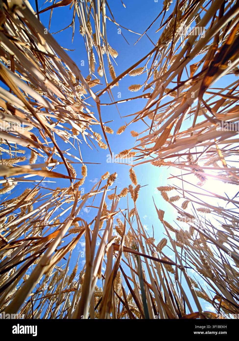 Vista ad angolazione bassa di un raccolto di frumento maturo pronto per la mietitura Foto Stock