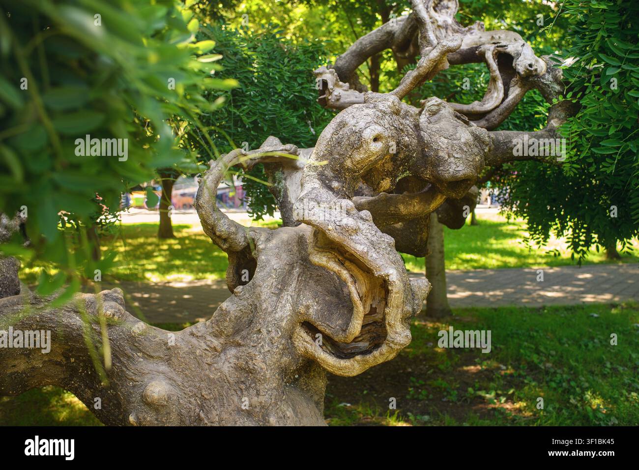 Tronco d'albero nodoso con rami contorti e strutturati che ricordano tentacoli di polpo, concetto di pareidolia in un parco pubblico soleggiato in estate. Georgia, Batumi. Foto Stock