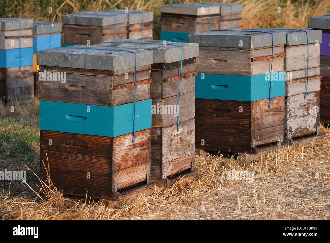 Alveari di legno con coperchi metallici sono disposti in file ordinate sull'erba secca, fissati da cinghie blu. Le scatole consumate brillano alla luce calda del sole, creando una pace ru Foto Stock