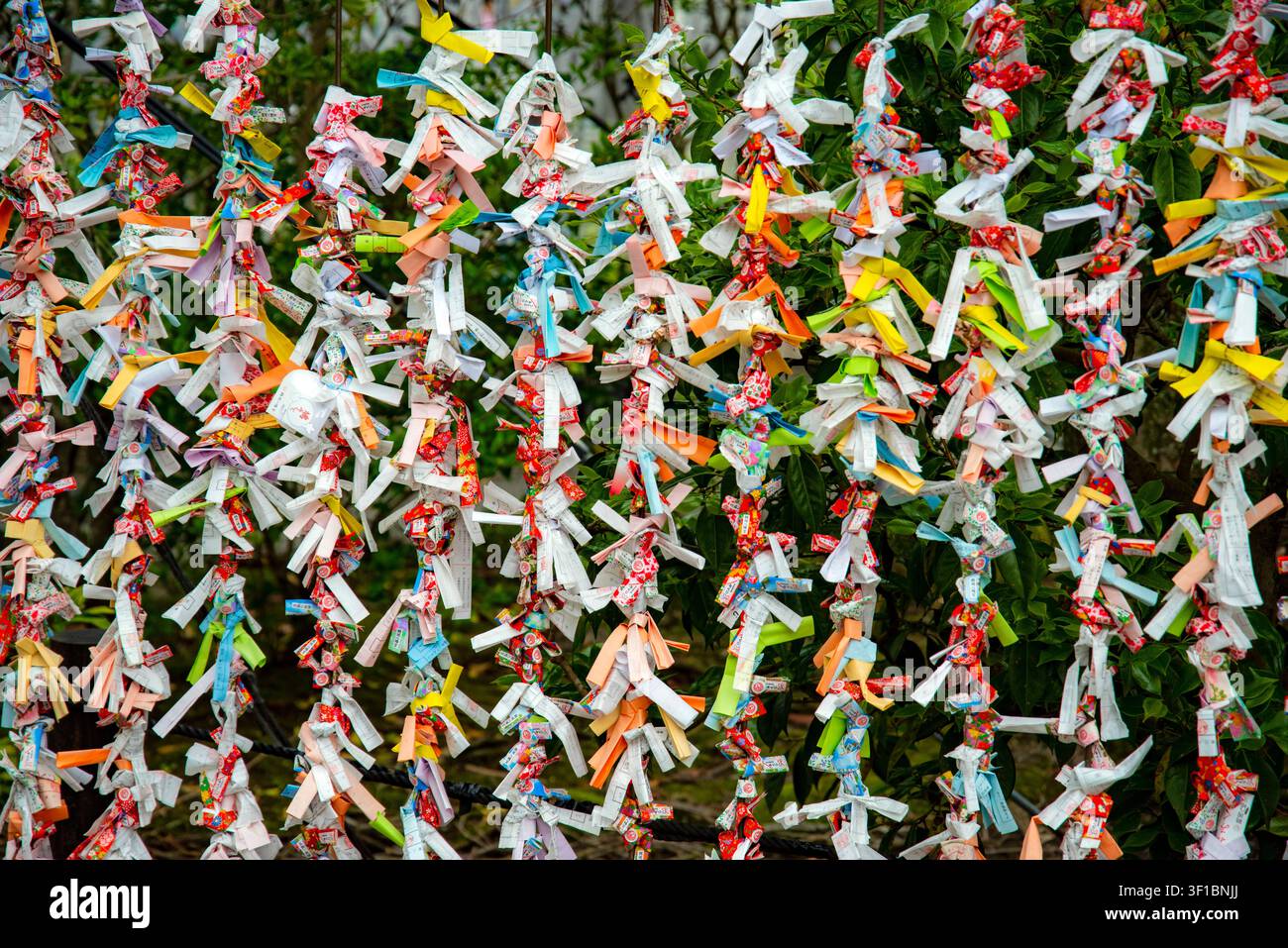 Colorate strisce di carta tradizionali omikuji legate a corde nel terreno storico del tempio Kencho-ji a Kamakura, Kanagawa, Giappone. Foto Stock