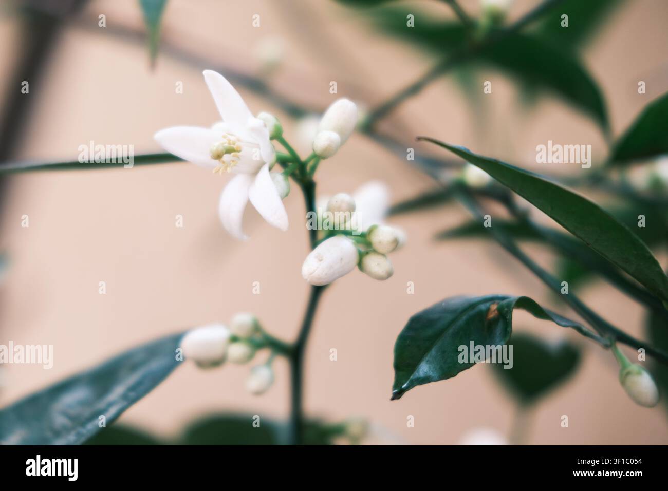Fiore e boccioli di arancio amaro (Citrus aurantium) su un giovane rametto in un giardino del Cairo, Egitto. Foto Stock