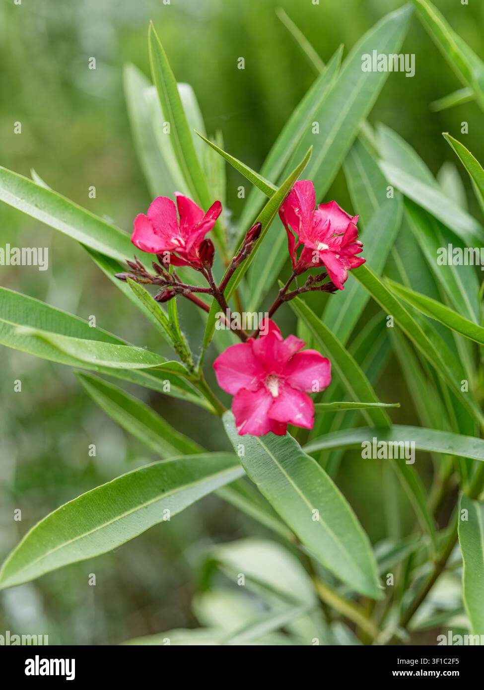 Scatto verticale a messa a fuoco selettiva di vibranti fiori di oleandro rosa scuro che sbocciano su un ramo con lunghe foglie verdi. Foto Stock