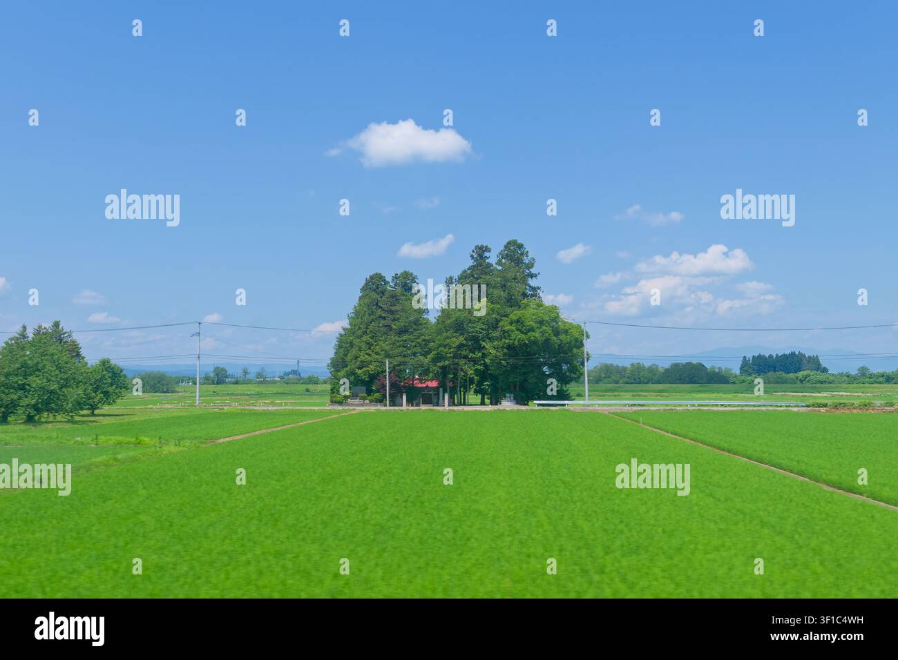 Antico santuario shintoista circondato da vivaci risaie a Yamagata, Giappone, che conserva secoli di tradizione agricola e spiritualità rurale in Foto Stock