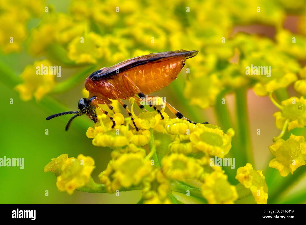 Sirex della rapa - Athalia rosae che si nutre di finocchio selvatico Foeniculum vulgare Foto Stock