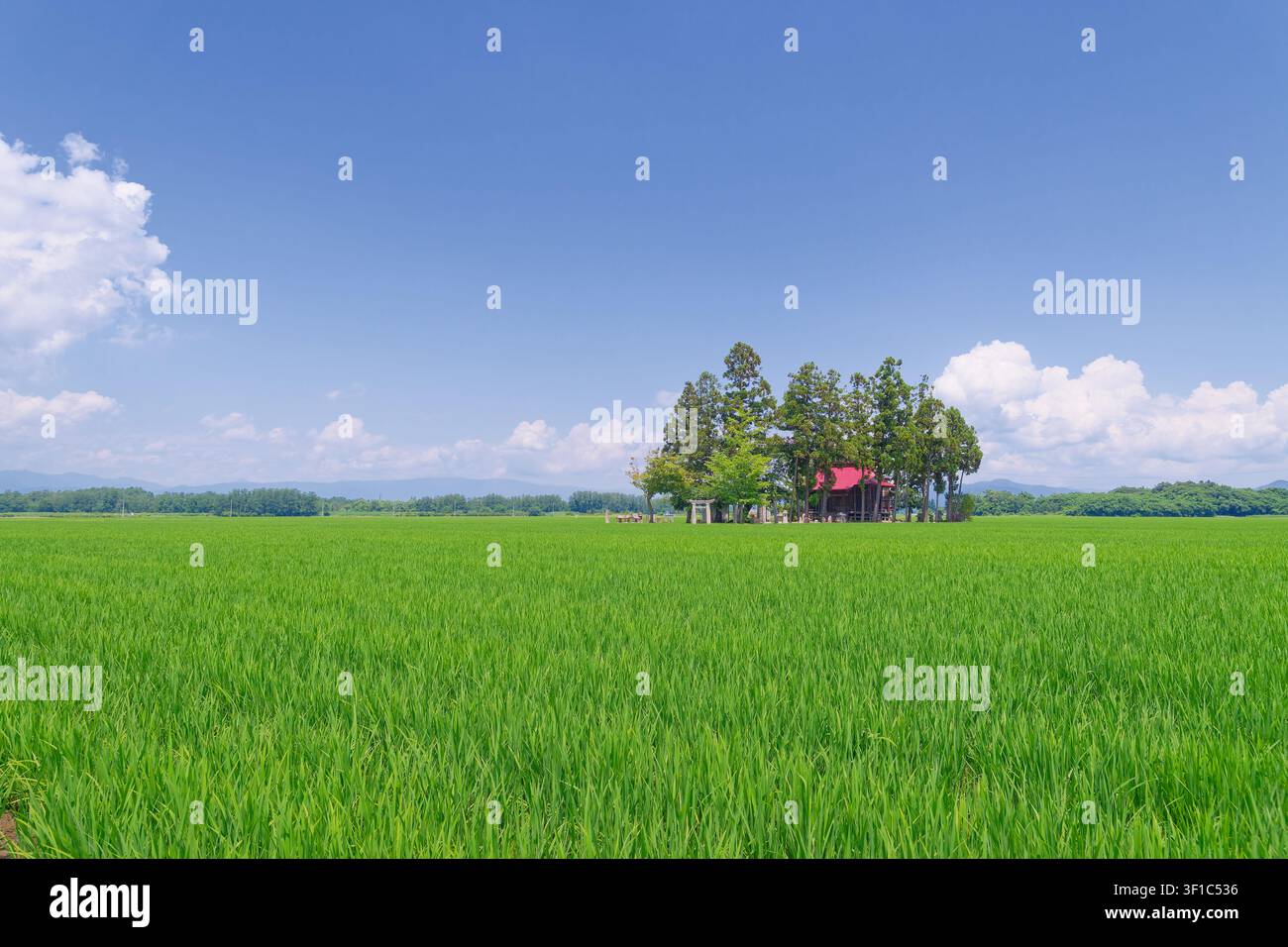 Tempio shintoista tradizionale che si erge tra rigogliosi campi di riso a Yamagata, Giappone, un paesaggio rurale senza tempo che simboleggia l'eredità agricola, loca Foto Stock