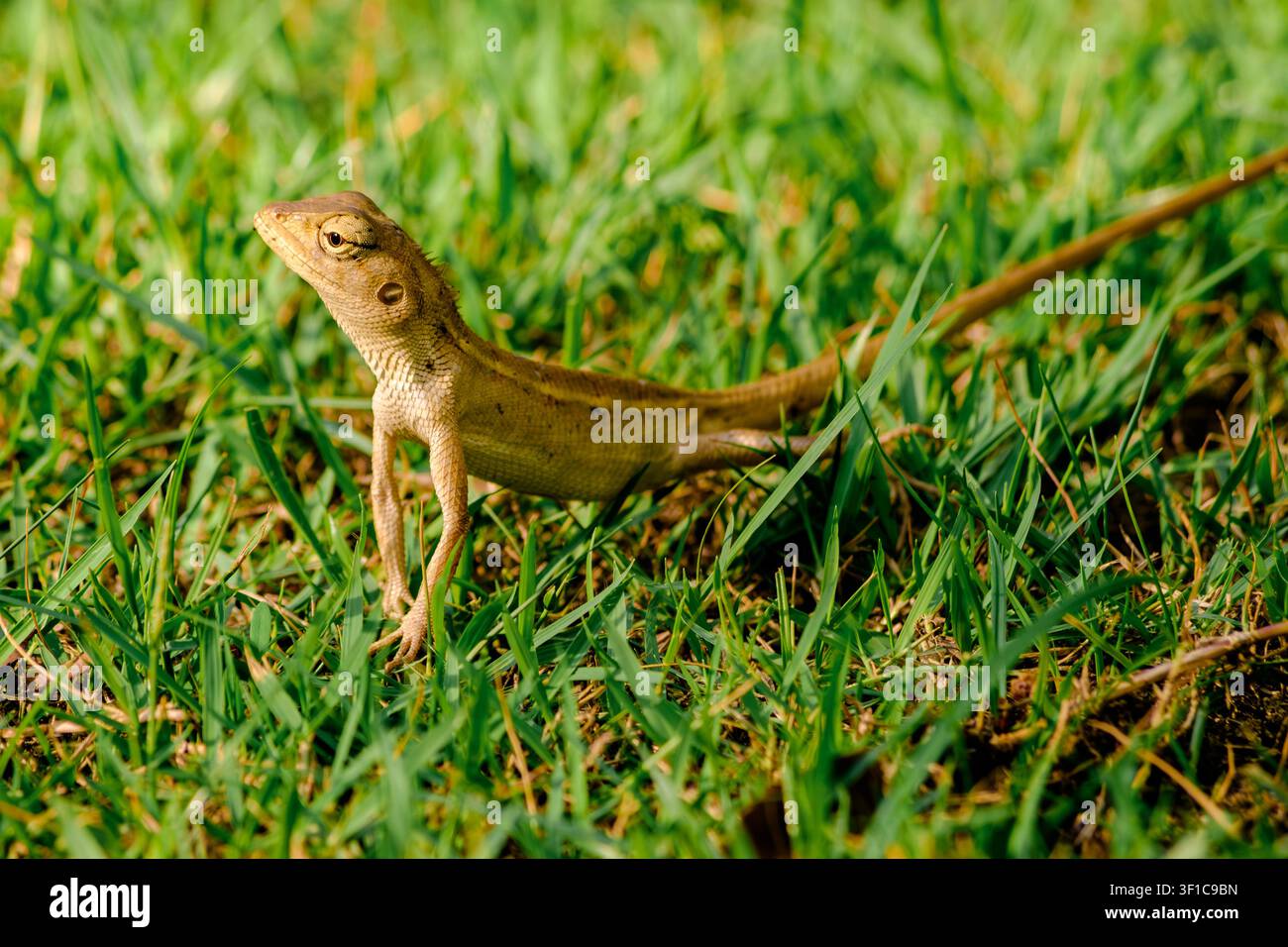 Un primo piano laterale di una lucertola da giardino orientale in equilibrio sulle zampe anteriori in un campo verde soleggiato. Foto Stock