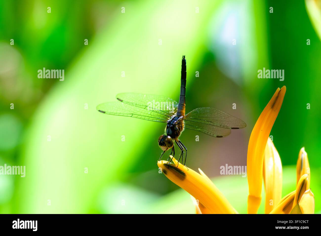 Fotografia macro dettagliata di una libellula scura posata su un fiore tropicale giallo brillante su uno sfondo verde morbido. Foto Stock