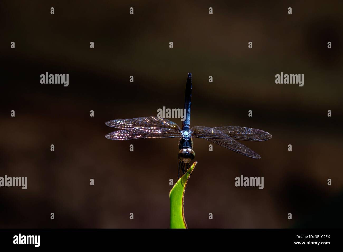Scatto macro drammatico di una libellula blu iridescente in equilibrio su uno stelo di pianta verde sotto i riflettori con sfondo scuro. Foto Stock