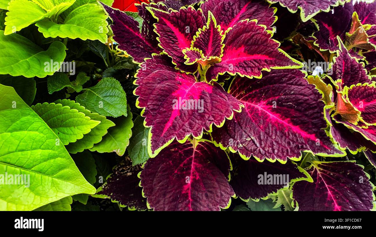 Una vivace esposizione di piante di Coleus Foto Stock