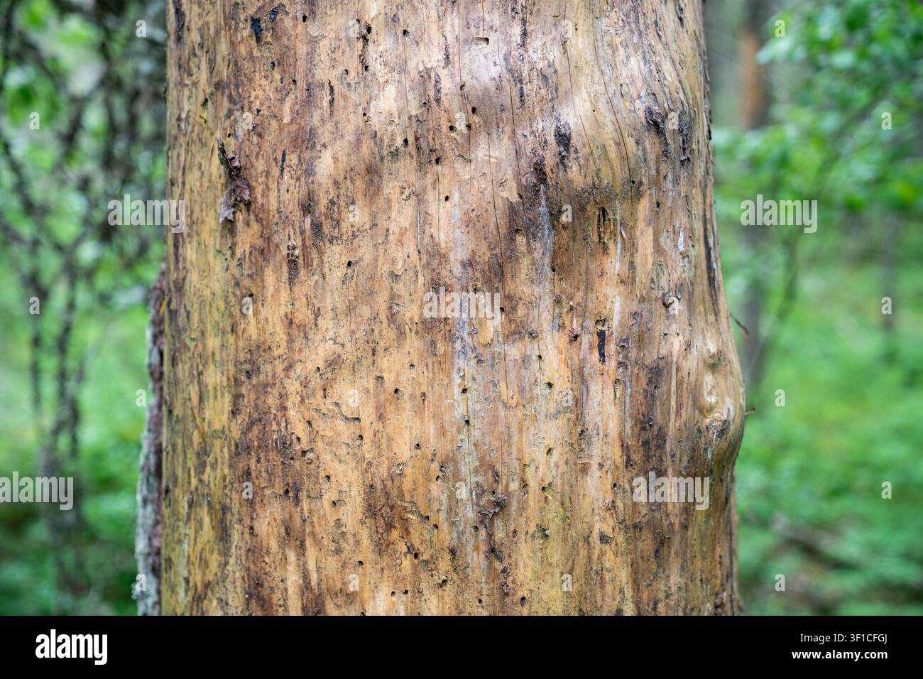 Tronco di pino adulto essiccato con corteccia distrutta da coleottero, buchi sulla consistenza che indicano l'infezione. Foto Stock