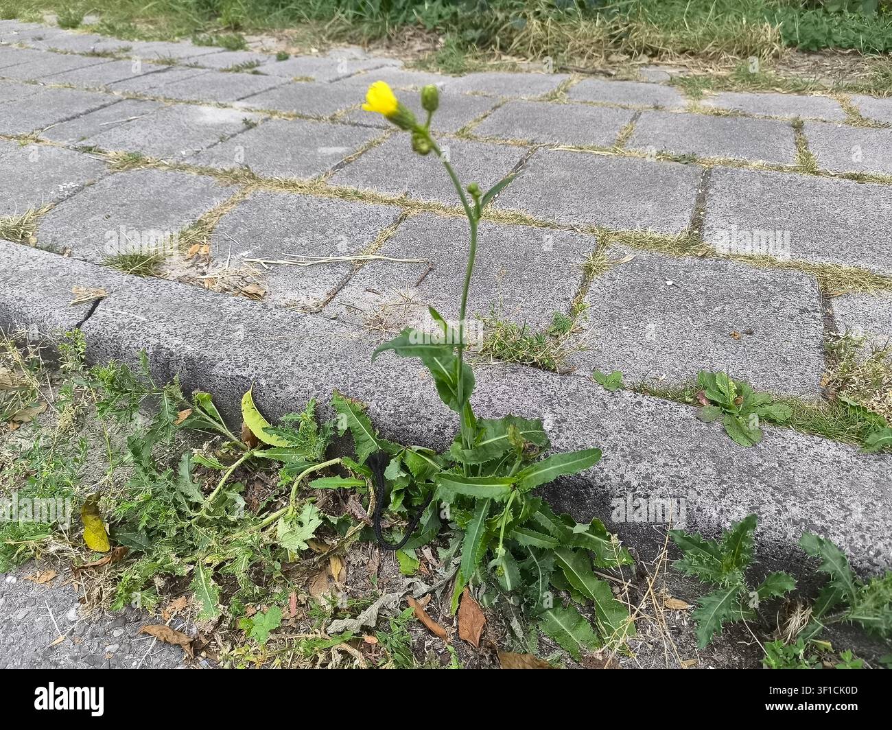 Cardo dei campi, Sonchus arvensis con fiore giallo Foto Stock