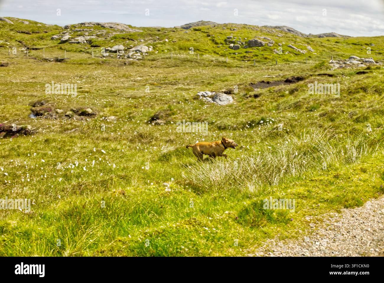Cucciolo di Labrador fulvo che corre nella natura Foto Stock