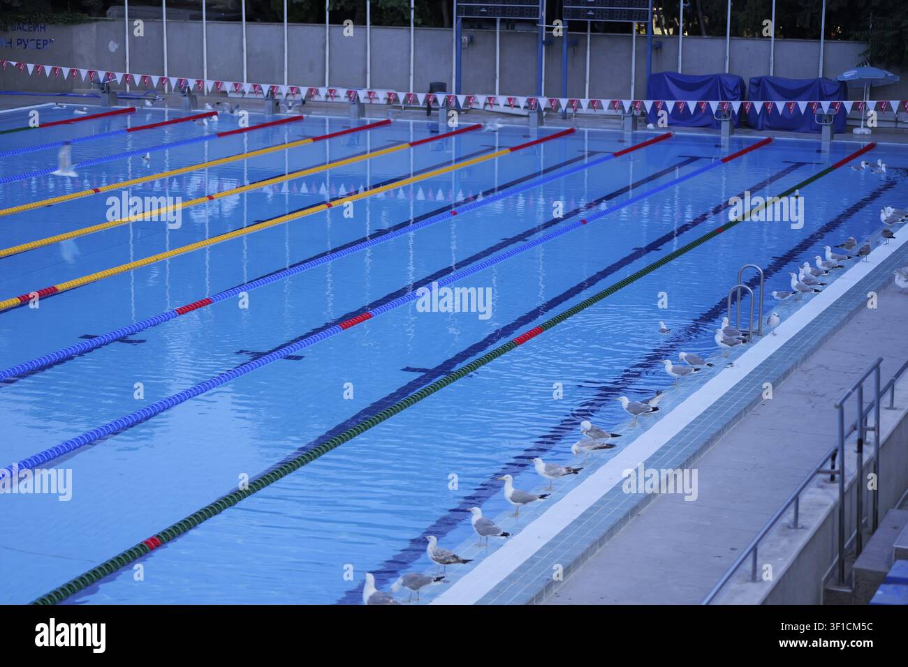 I gabbiani costeggiano il bordo di una piscina all'aperto, trovando un posto tranquillo per riposare accanto all'acqua blu immobile e alle corde colorate delle corsie, creando un'unique Foto Stock