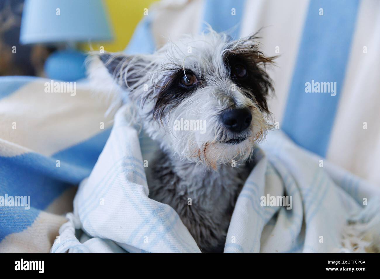 Cane da rifugio avvolto in una coperta in cerca di una casa amorevole Foto Stock