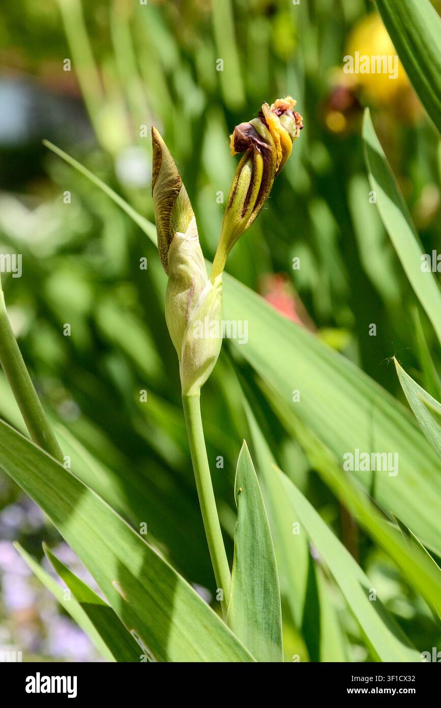 Vista frontale di un bocciolo di iris barbuto giallo e rosso (detto anche iris variegata) che sta per aprirsi con il fogliame al sole. Foto Stock