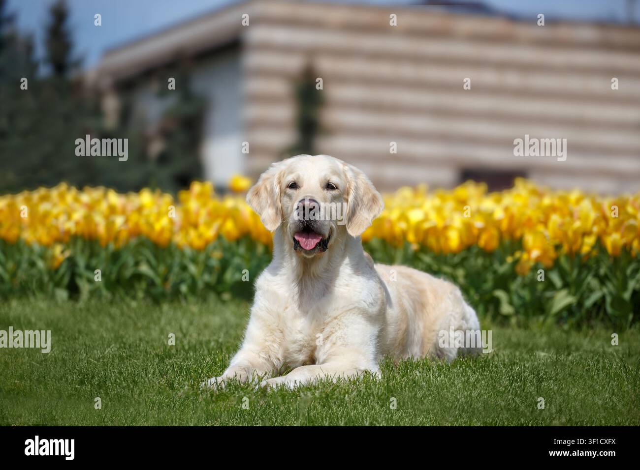 Golden Retriever sdraiato su un prato verde rigoglioso accanto a tulipani gialli vivaci in un parco cittadino. Cane di razza rilassato e felice che si gode una giornata di primavera all'aperto Foto Stock