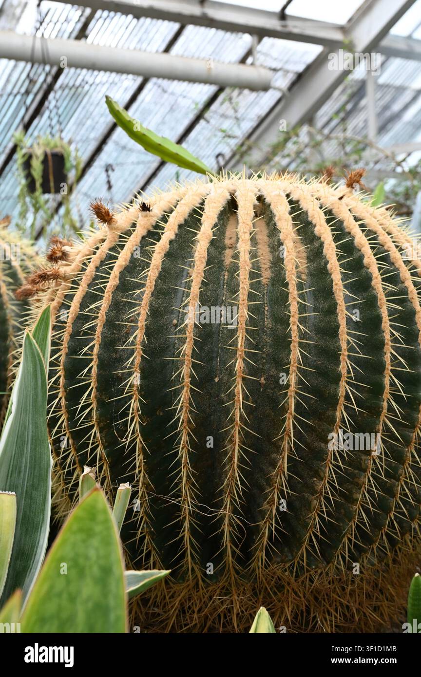Echinocactus grusonii in serra Foto Stock