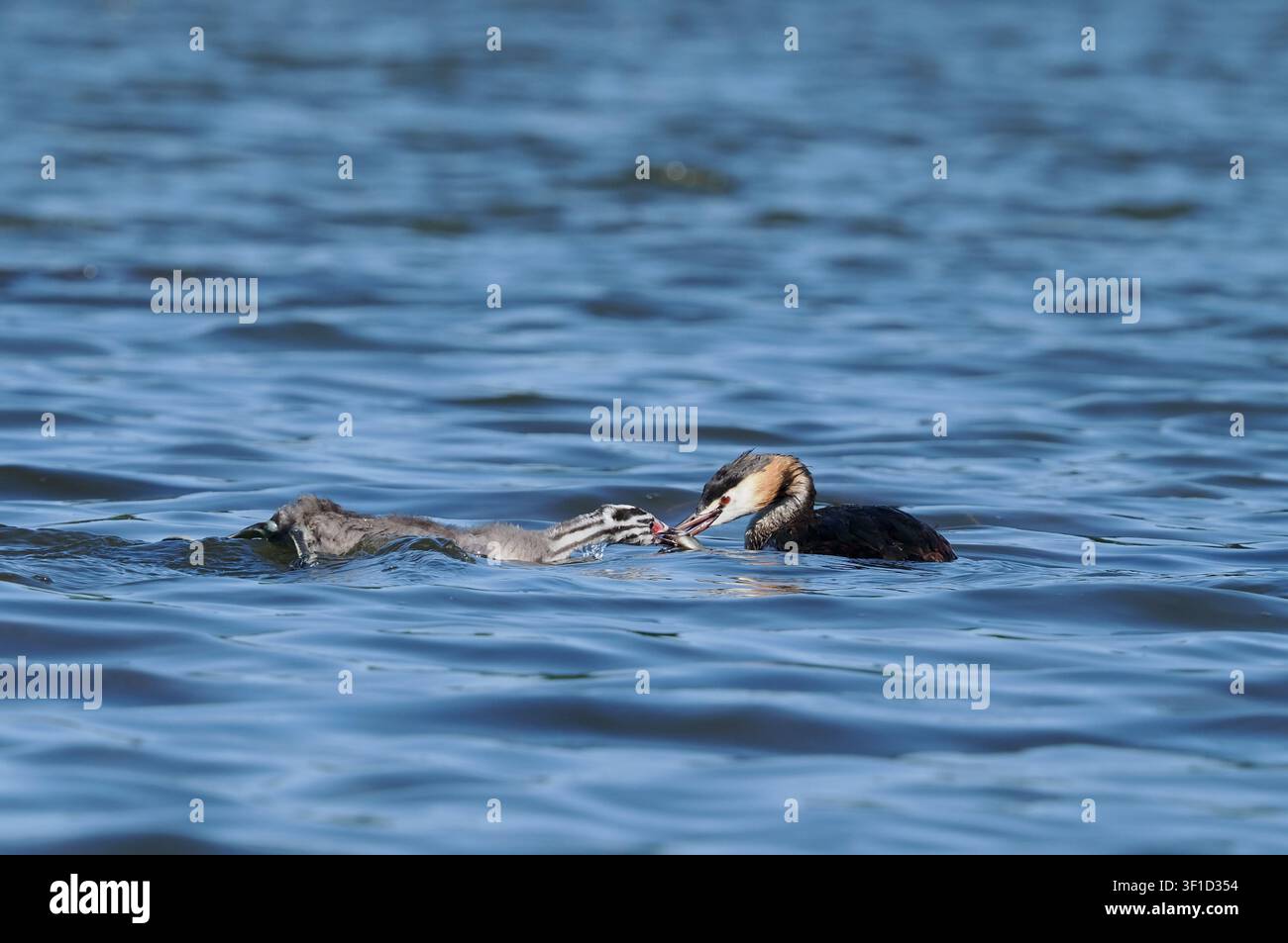 Un certo numero di tuffi dal collare si sono accoppiati e hanno definito i propri territori nel bacino idrico locale. Foto Stock