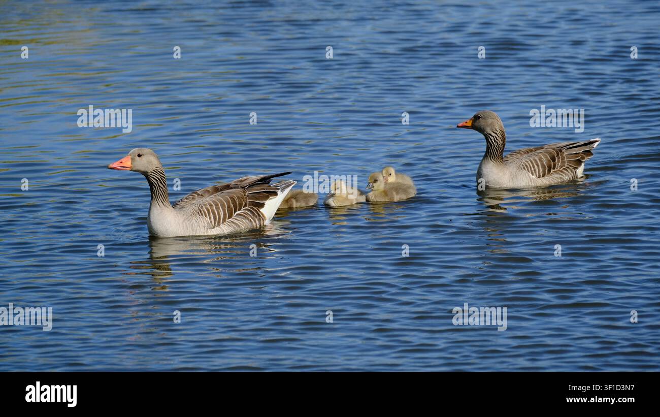 Famiglia di oche selvatiche (Anser anser) che nuota su un lago d'acqua dolce calmo con ocellini piumosi che seguono gli uccelli adulti Foto Stock