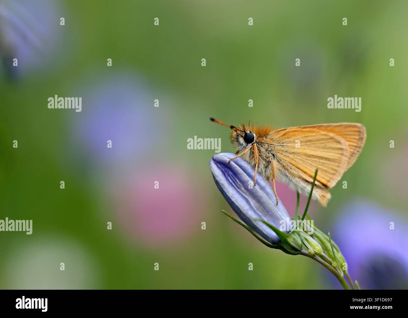 Piccolo esquipino dell'Essex che riposa su un bocciolo di campanula blu Foto Stock