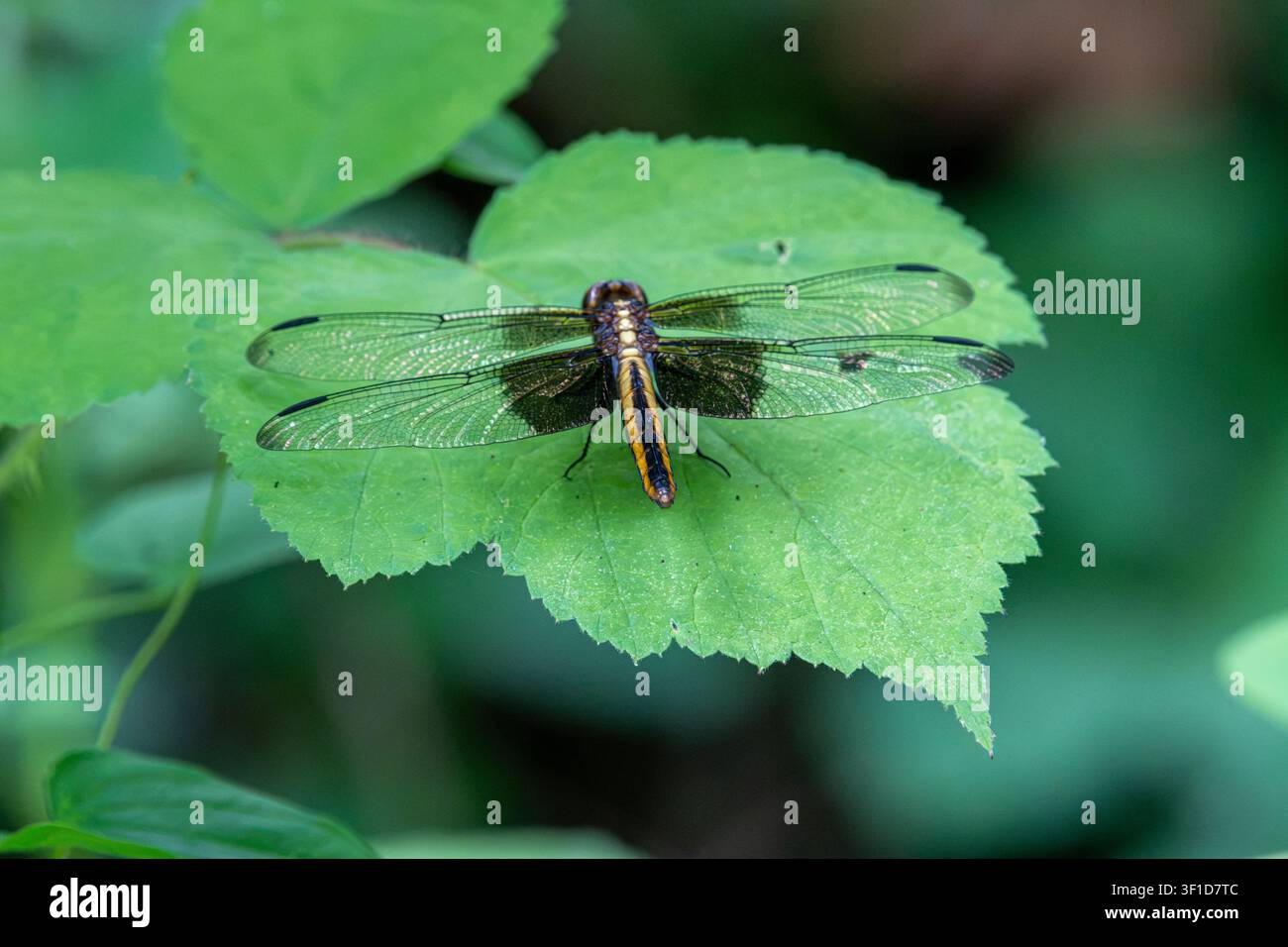 Libellula vedova femmina (Libellula luctuosa) in riposo su una larga foglia verde. Foto Stock