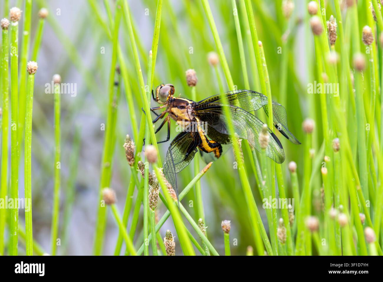 Libellula vedova femmina ferita che riposa su una lama di vetro Foto Stock