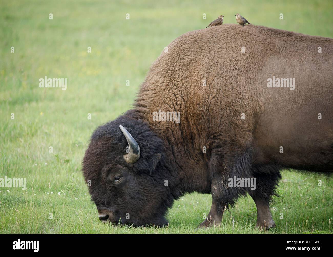 Due femmine di merlo d’America dalla testa marrone appollaiate su un bisonte delle pianure per nutrirsi degli insetti sollevati dall’animale che pascola (Molothrus ater, Bison bison) Foto Stock