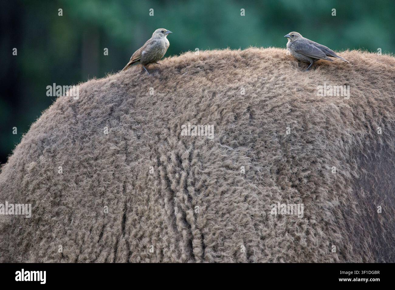 Due femmine di merli d'America dalla testa marrone appollaiate sul pelo della schiena di un bisonte delle pianure per nutrirsi di insetti (Molothrus ater, Bison bison) Foto Stock